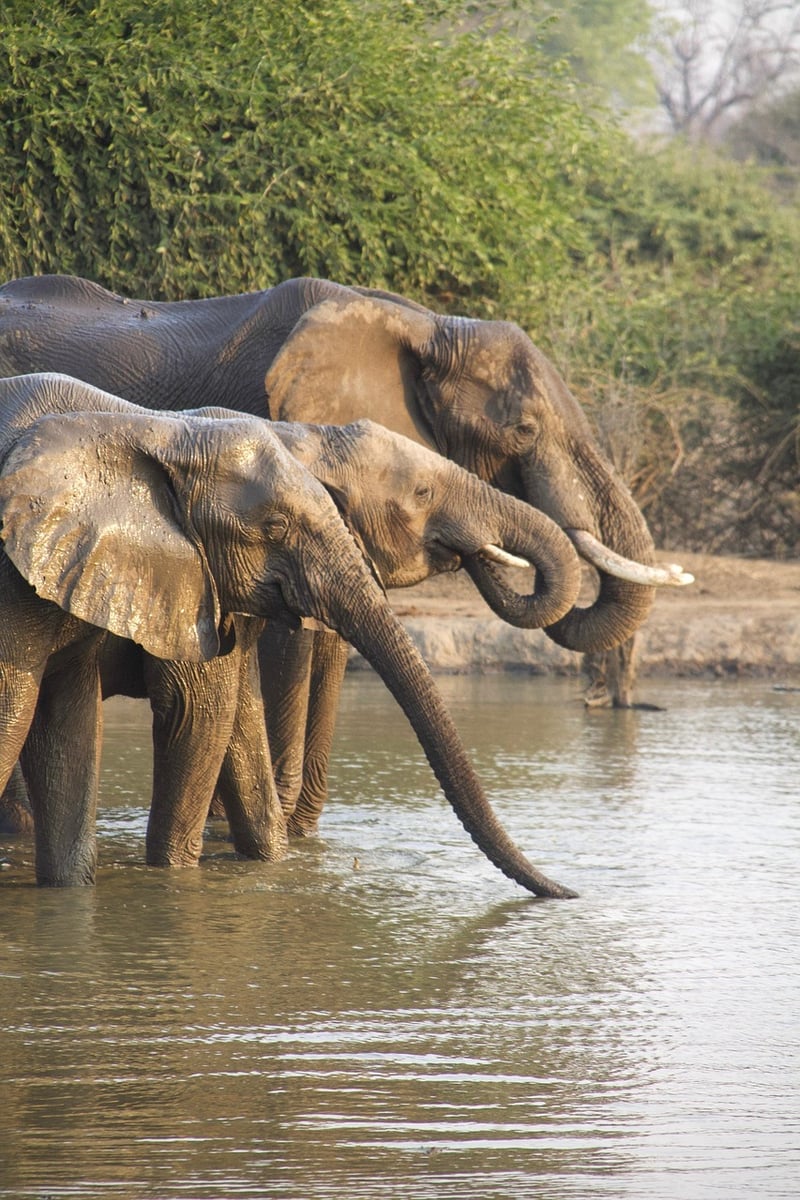 Photographic Safaris