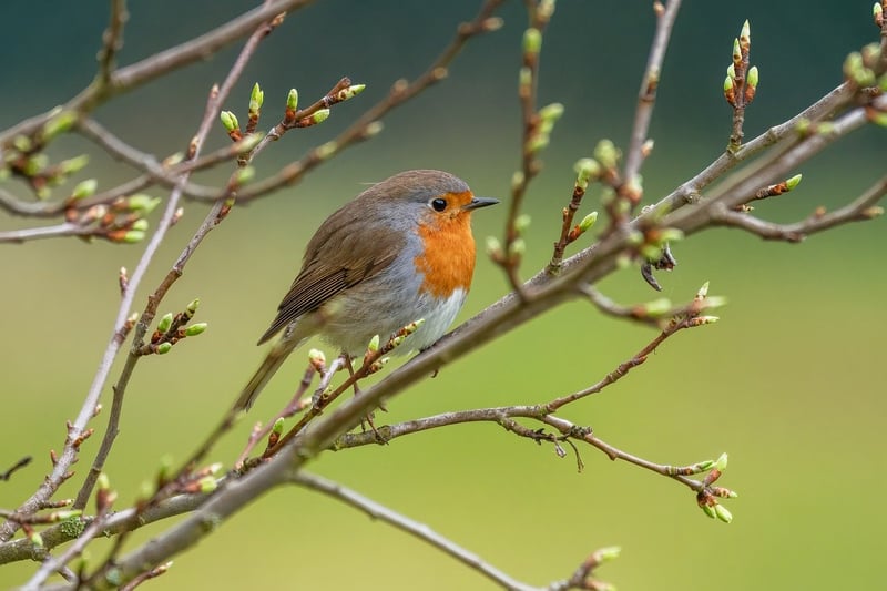 Colorful bird in the wild