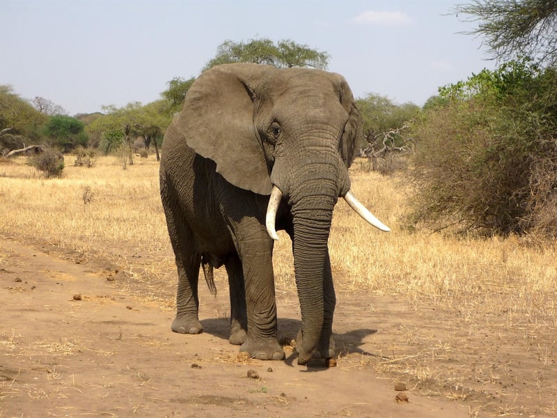 Elephants in the wild
