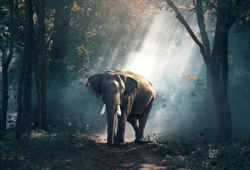 Forest Wilderness